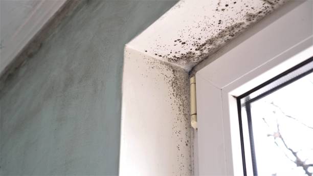 Best Black Mold Removal  in Lisbon Falls, ME