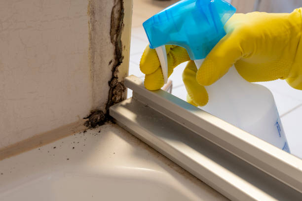 Best Mold Damage Repair  in Lisbon Falls, ME