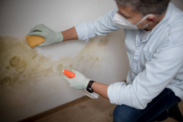 Best Home Mold Removal  in Lisbon Falls, ME