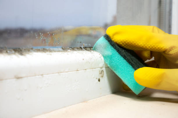 Best Mold Cleaning Services  in Lisbon Falls, ME