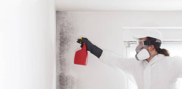 Best Same-Day Mold Removal  in Lisbon Falls, ME