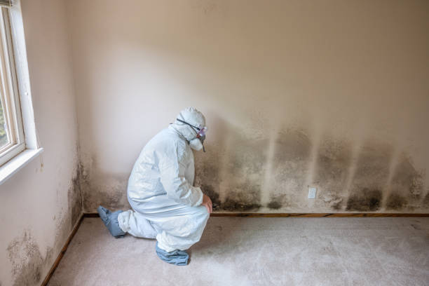 Best Local Mold Removal Service  in Lisbon Falls, ME