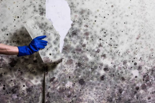 Best Mold Damage Repair  in Lisbon Falls, ME