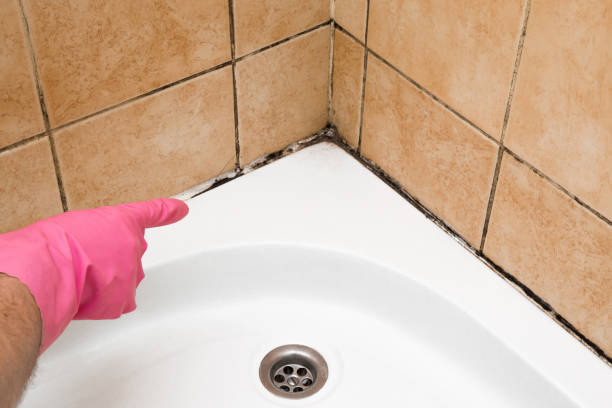 Professional Mold Removal in Lisbon Falls, ME